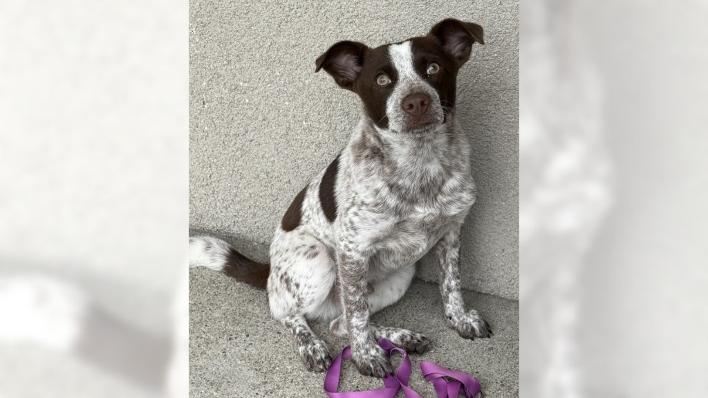 Cattle dog mix Espresso is up for having fun – Orange County Register