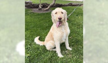 Labradoodle Mango would make a great family dog – Orange County Register