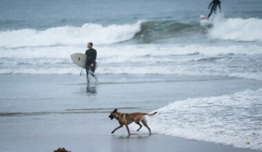 OC beach cities report dogs on beaches are among the highest cause for citations – Orange County Register
