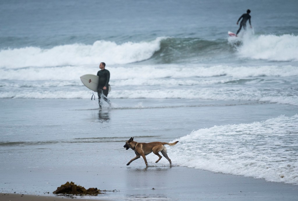 OC beach cities report dogs on beaches are among the highest cause for citations – Orange County Register