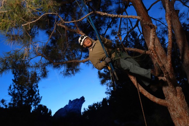 Disneyland arborist John Nguyen and the park's horticulture team work mostly at night with the aid of bright LED lights. (Courtesy of Disneyland)