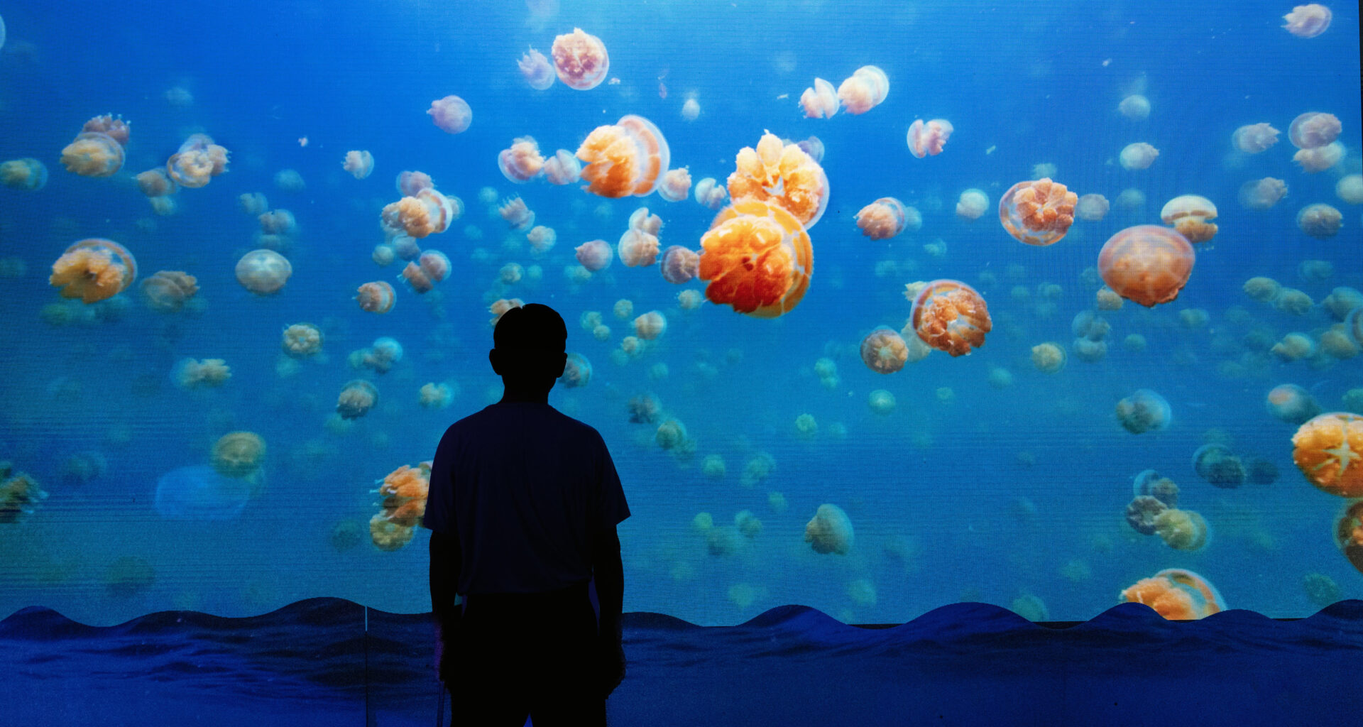 Shark Week learning at the Discovery Cube – Orange County Register