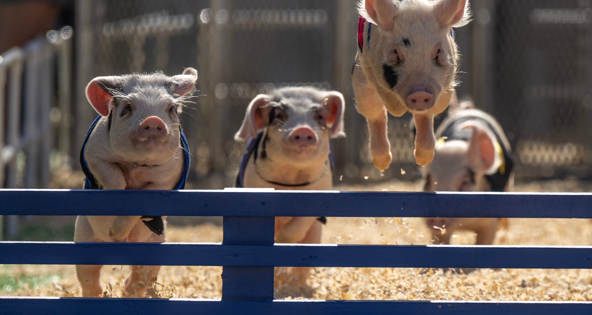What’s going on this week, July 29-Aug. 2, at the OC Fair – Daily News