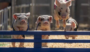 What’s going on this week, July 29-Aug. 2, at the OC Fair – Daily News