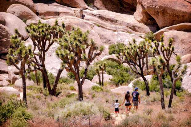 Joshua Tree National Park and all other national parks will be free for U.S. citizens and legal residents to celebrate the 110th anniversary of the National Parks Service. (Photo by Watchara Phomicinda, The Press-Enterprise/SCNG)