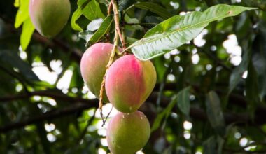 Mangoes may be a tropical fruit, but they also grow well in Southern California – Orange County Register