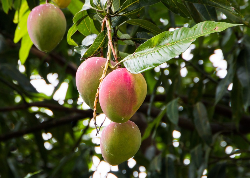 Mangoes may be a tropical fruit, but they also grow well in Southern California – Orange County Register