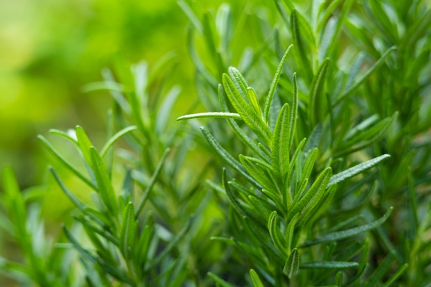 Close up of a Rosemary tree in pot in the garden. (Getty Images)