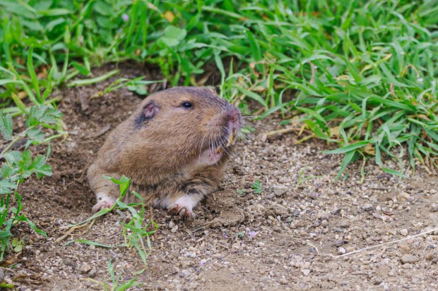 A gopher looks outside its home. (Getty Images)