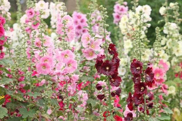 Deep purple Alcea rosea, or hollyhock, in bloom. (Getty Images)