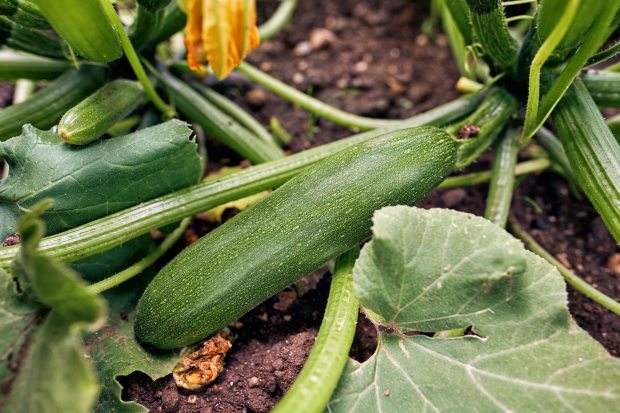 Flowering and ripe fruits of zucchini in vegetable garden. (Getty Images/iStockphoto)