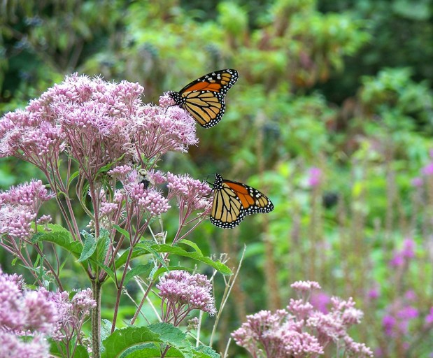 Monarch butterflies on pink milkweed flowers. (Getty Images/iStockphoto)