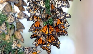 How monarch butteflies are counted in California – Orange County Register