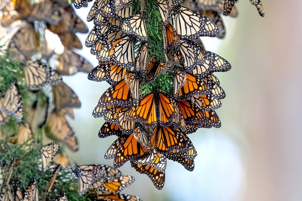 How monarch butteflies are counted in California – Orange County Register