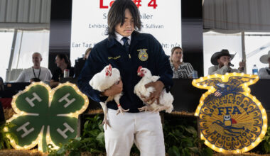 Youth in FFA, 4-H showcase their market-ready livestock at OC Fair – Orange County Register