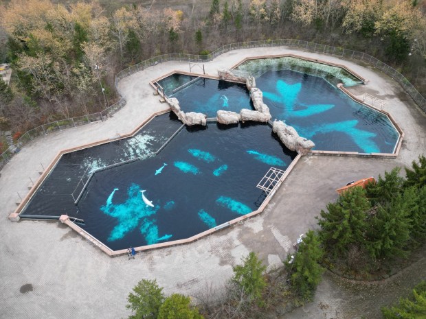 Several beluga whales swim at the closed Arctic Cove exhibit at Marineland, in Niagara Falls, Canada, on Nov. 13, 2025. (Daphne Lemelin/Getty-AFP)