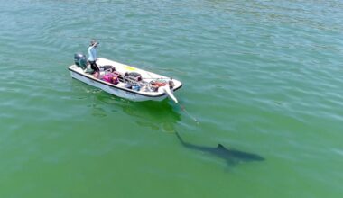 Troubled waters for Cal State Long Beach’s Shark Lab as funding dries up  – Press Telegram