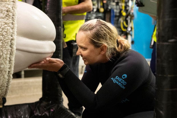 A Shedd Aquarium rescuer comforts a beluga whale in a heavy-duty sling during the animal's transfer from a Marineland pool to a water-filled transport container. (Courtesy of Shedd Aquarium)