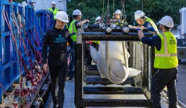 SeaWorld San Diego to rescue 3 whales from shuttered Niagara Falls Marineland – Daily News