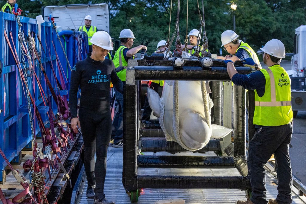 SeaWorld San Diego to rescue 3 whales from shuttered Niagara Falls Marineland – Daily News