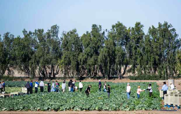 Students from Santa Margarita Catholic High School pick cabbage during a service day in Irvine, CA on Thursday, Jan. 23, 2025. The farm provides food that is distributed through Second Harvest Food Bank of Orange County. (Photo by Paul Bersebach, Orange County Register/SCNG)