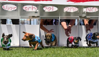 Pups get ready to fly at annual Wienerschnitzel Wiener Nationals at Los Alamitos track – Orange County Register