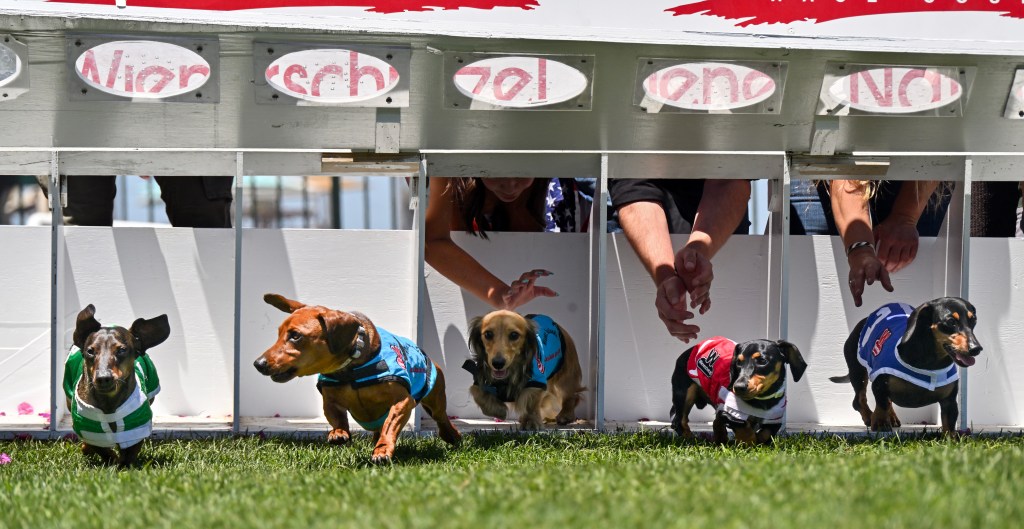 Pups get ready to fly at annual Wienerschnitzel Wiener Nationals at Los Alamitos track – Orange County Register