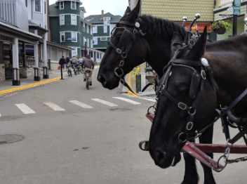 Horse drawn carriages remain a primary means of transportation on Mackinac Island. (Jonathan Oosting/Bridge Michigan)
