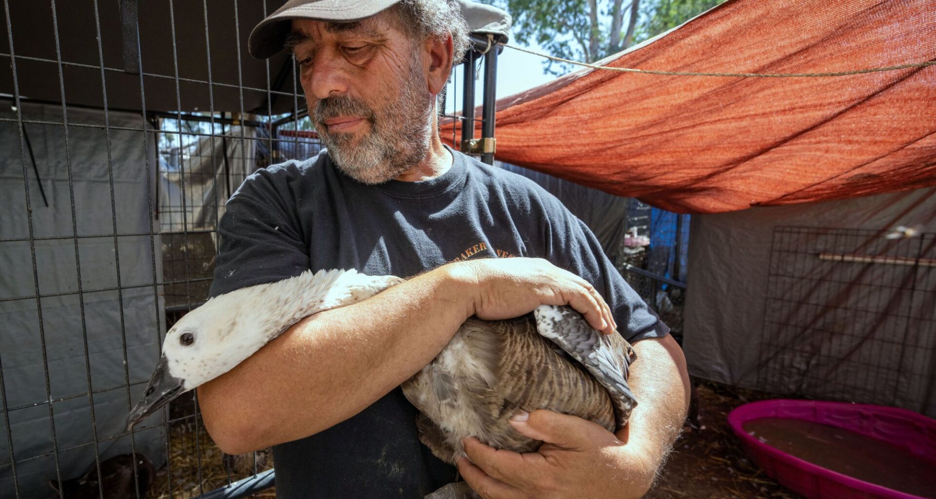 Valley Center duck sanctuary founder charged with animal cruelty – San Diego Union-Tribune