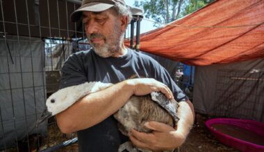 Valley Center duck sanctuary founder charged with animal cruelty – San Diego Union-Tribune