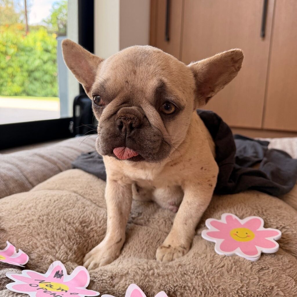 French bulldogs found abandoned in Rancho Santa Fe – San Diego Union-Tribune