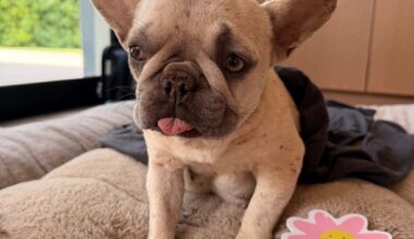 French bulldogs found abandoned in Rancho Santa Fe – San Diego Union-Tribune
