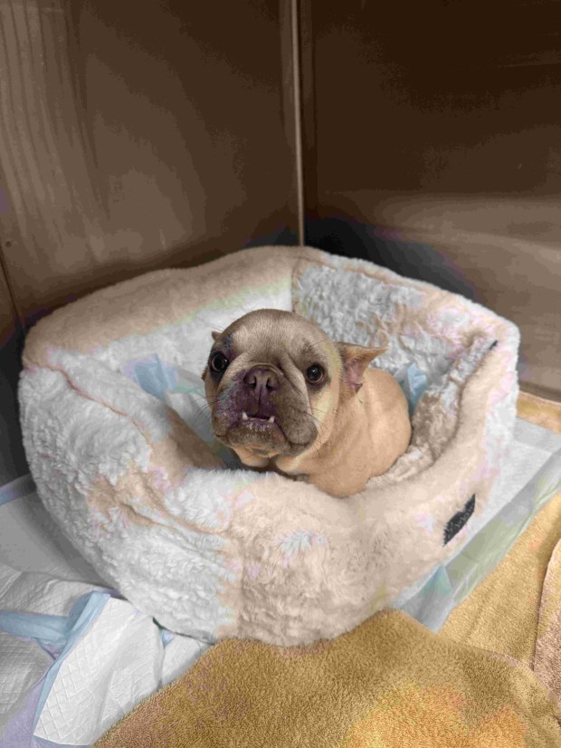 This French bulldog puppy was one of seven dogs found dumped in Rancho Santa Fe. (Sarah Thomas)