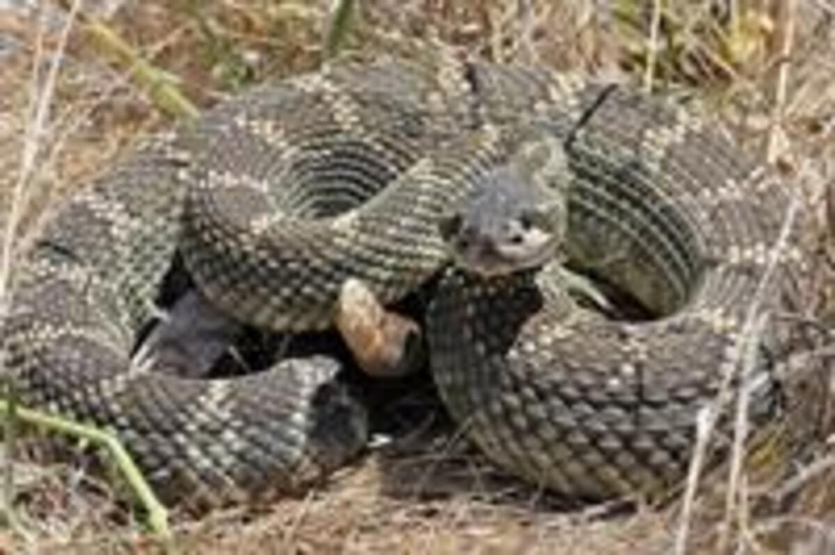 Rattlesnakes are most active in the warmer months and give birth in the fall, experts say.