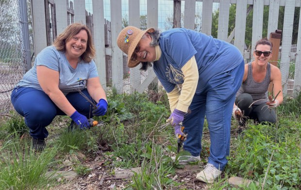 Volunteers participate in a spring cleanup of a Rochester pollinator garden. Rochester Pollinators relies on hundreds of volunteers who help maintain native plantings, educate residents and expand habitat for monarch butterflies, bees and other beneficial insects. (Courtesy of Rochester Pollinators)