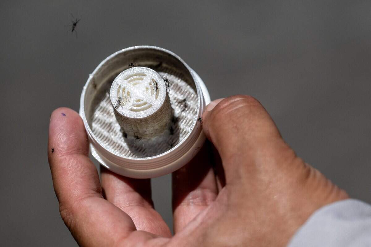 Field technician Anthony Barrera of the Sacramento-Yolo Mosquito and Vector Control District releases a container of 600 sterile male mosquitoes in the Rosemont neighborhood on Tuesday, July 7, 2026, in Sacramento. The environmentally friendly program will release 144,000 sterile male mosquitoes to reduce the population of invasive mosquitoes that pose a public health threat.