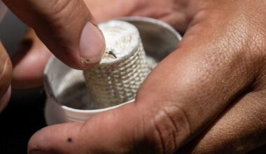 Sacramento program releases sterile males to fight Aedes aegypti
