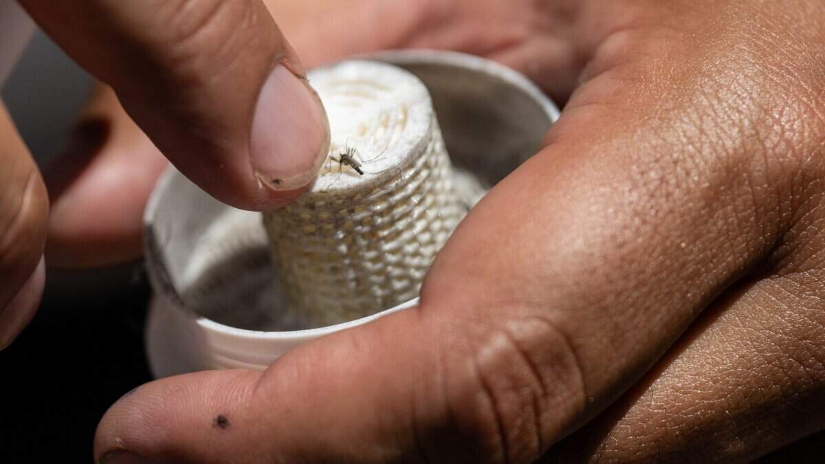 Sacramento program releases sterile males to fight Aedes aegypti