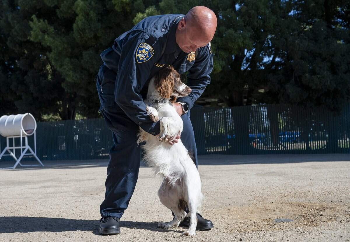 Officer Casey Wheeler shows off his trained California Highway Patrol canine, Lincoln, at the CHP Academy K-9 graduation in West Sacramento on Friday, July 10. Lincoln is the first springer spaniel in the department’s history.