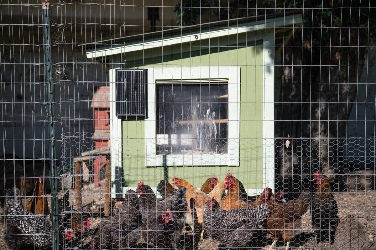 An open-air mini chicken farm at the Husick's by Forester restaurant in Clarksburg on July 23.