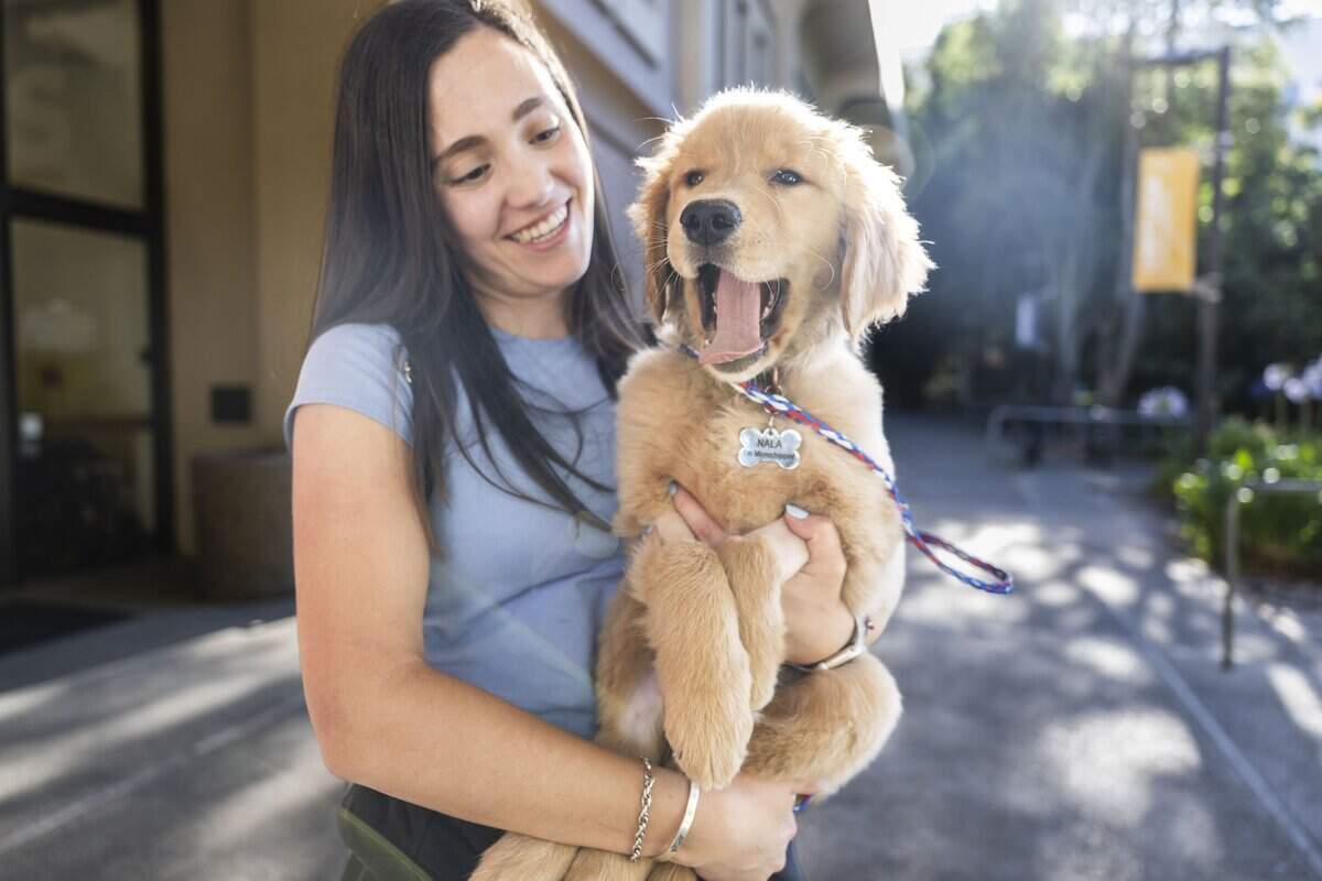 Nala, a golden retriever puppy, yawns as she's held by her owner, Julieta Nielsen, after being released from the UC Davis Veterinary Hospital on Tuesday. Nala was hospitalized after eating a death cap mushroom in the backyard at her Folsom home.