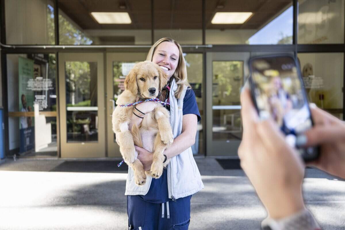 Brittney Sanfacon, a resident veterinarian at the UC Davis Small Animal Clinic, poses for a picture with Nala after the golden retriever puppy's release from the hospital on Tuesday evening. Sanfacon credited the quick thinking of the Folsom veterinarian who first saw Nala after she swallowed a death cap mushroom at home in her backyard.