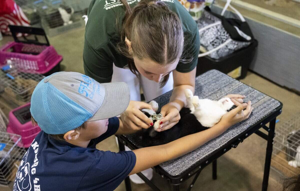 Abby Wilmot, 16, and Cole Kennedy, 14, work together to clip a rabbits nails before the California State Fair’s Junior Rabbit and Cavy Show in Sacramento on Wednesday, July 22, 2026.