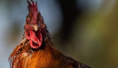 Sacramento County adopts new rooster rules for residents