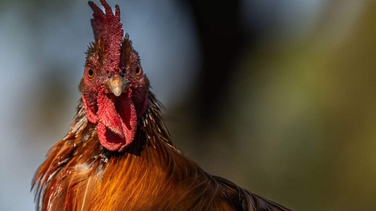 Sacramento County adopts new rooster rules for residents