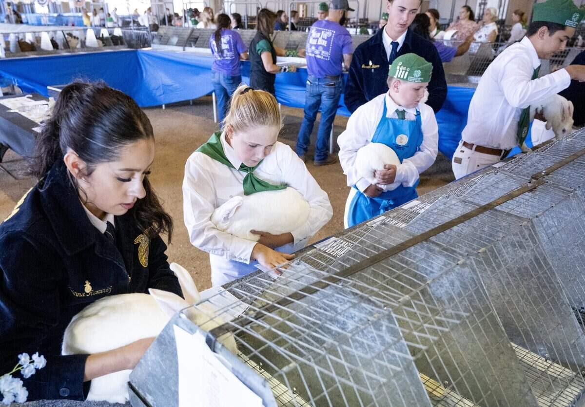 Junior competitors place their New Zealand rabbits in show cages to be judged during the California State Fair’s Junior Rabbit and Cavy Show in Sacramento on Wednesday, July 22, 2026.