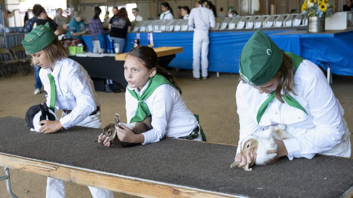 Young competitors shine at the California State Fair small animal show