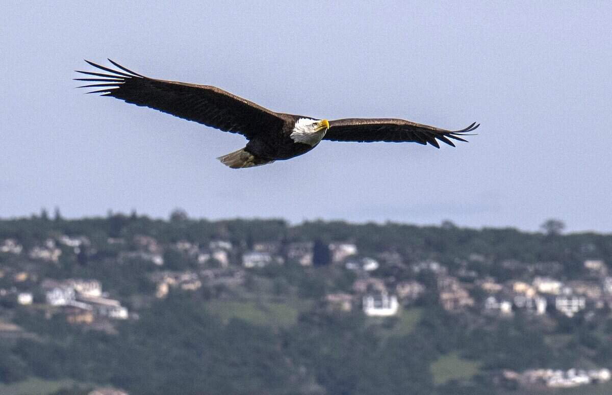A bald eagle glides to its nest near Lake Natoma in Orangevale on Sunday, April 6, 2025.