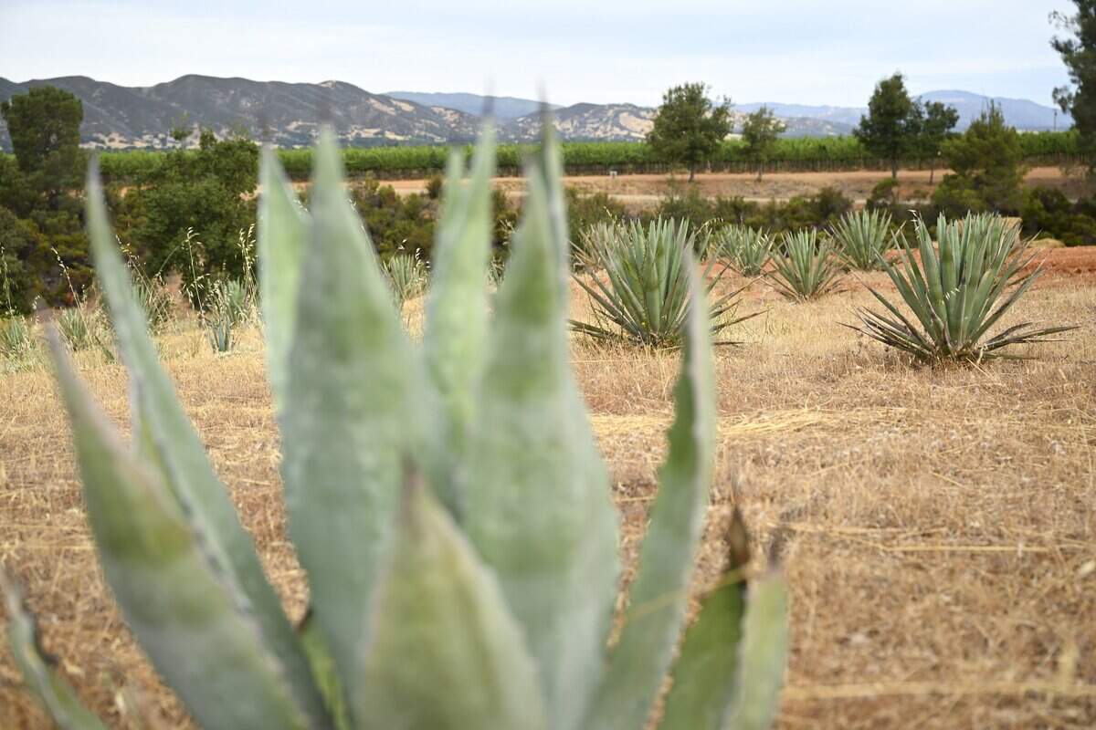 Agave plants grow on the Merrilees’ farm in Kelseyville earlier this month.