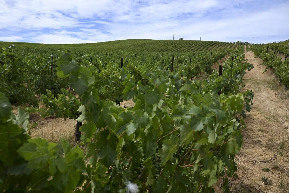 A field of mothballed grape vines grows at Brutocao Vineyards in Hopland earlier this month. Mothballing is an alternative to fully removing grape vines when sales are down. It is a process during which growers allow grapes they plan not to harvest to grow without pruning and with minimal water. Growers hope that they will be able to bring these plants back if the industry recovers.